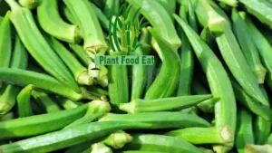 Lady finger benefits okra uses nutrition recipe and FAQs