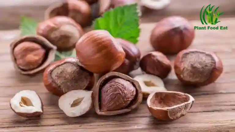 Read more about the article How to eat hazelnuts nutrition benefits and side effects