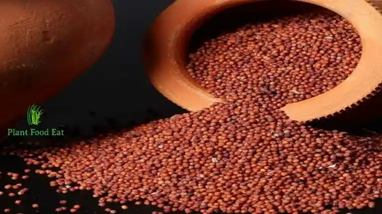 Finger millet benefits (Ragi) benefits uses recipe and FAQs