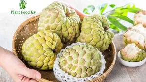 Custard apple during pregnancy uses and benefits