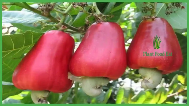 Cashew fruit nuts uses benefits and side effects