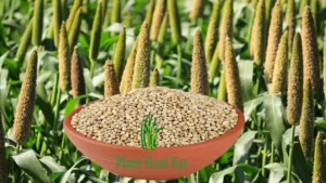Pearl millet benefits uses types and side effect