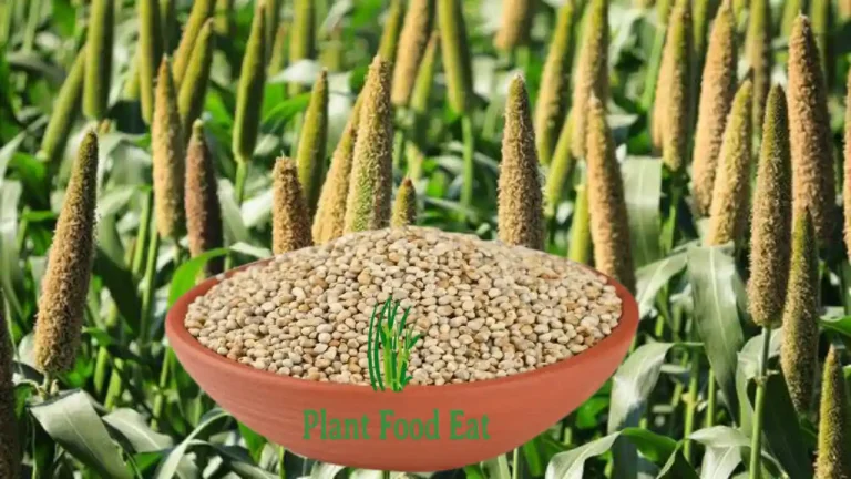 Pearl millet benefits uses types and side effect