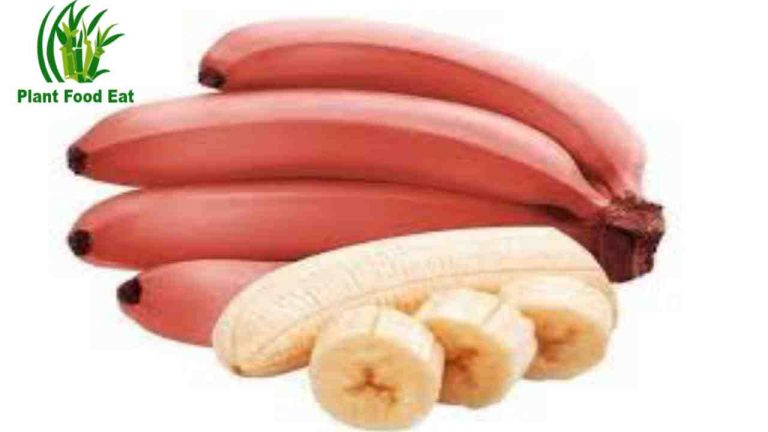 It is high in antioxidants, which reduce free radicals in the body and slow down the aging process.