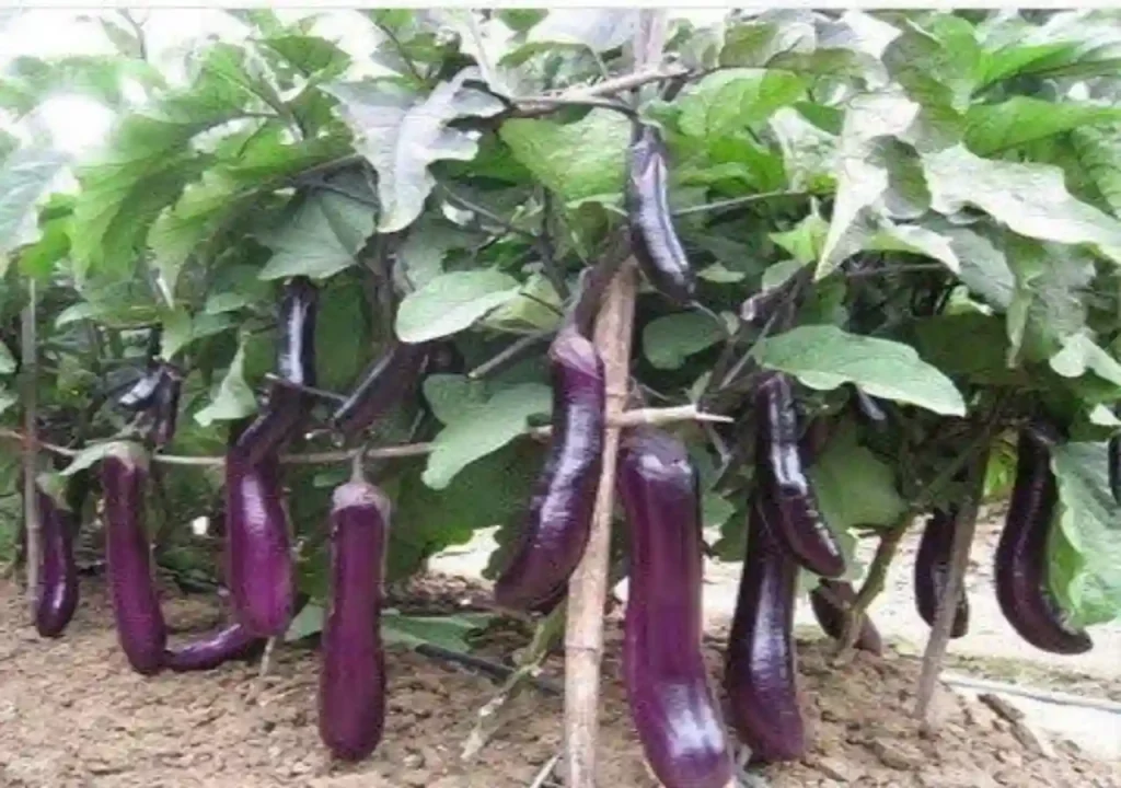Brinjal is a fruit or vegetable complete information and recipe