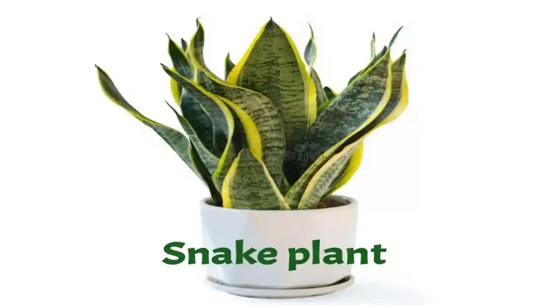 Snake plant benefits uses varieties and how to grow